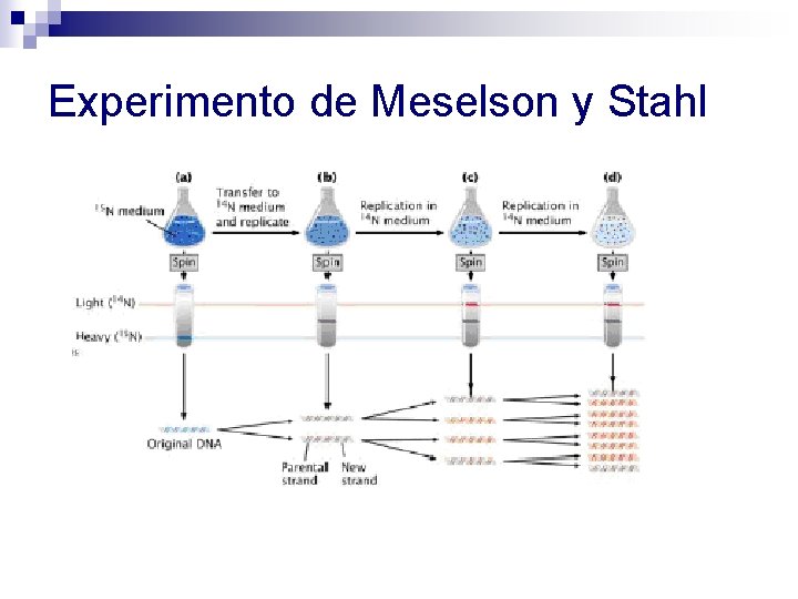 Experimento de Meselson y Stahl Experimento de Meselson y Stahl