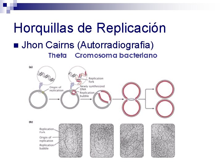 Horquillas de Replicación n Jhon Cairns (Autorradiografia) Horquillas de Replicación n Jhon Cairns (Autorradiografia)