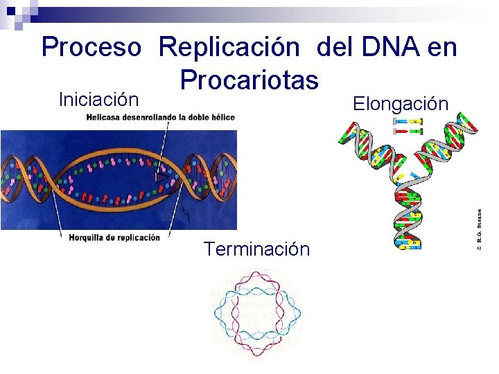 Proceso Replicación del DNA en Procariotas Iniciación Elongación Terminación Proceso Replicación del DNA en Procariotas Iniciación Elongación Terminación