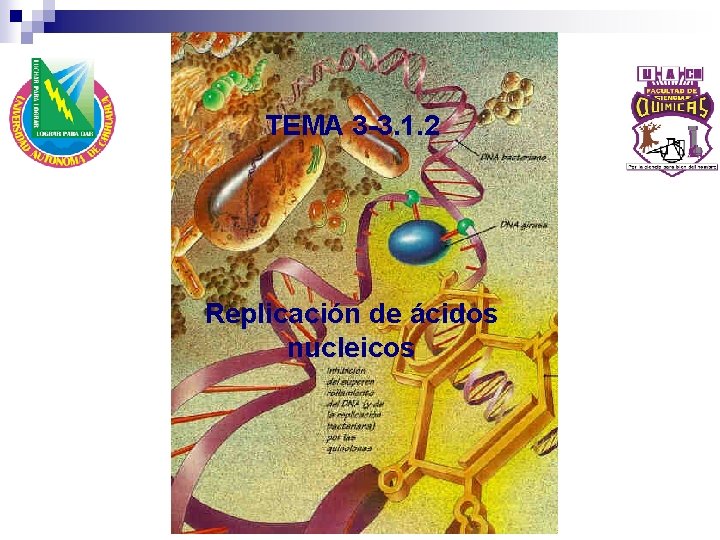 TEMA 3 -3. 1. 2 Replicación de ácidos nucleicos TEMA 3 -3. 1. 2 Replicación de ácidos nucleicos