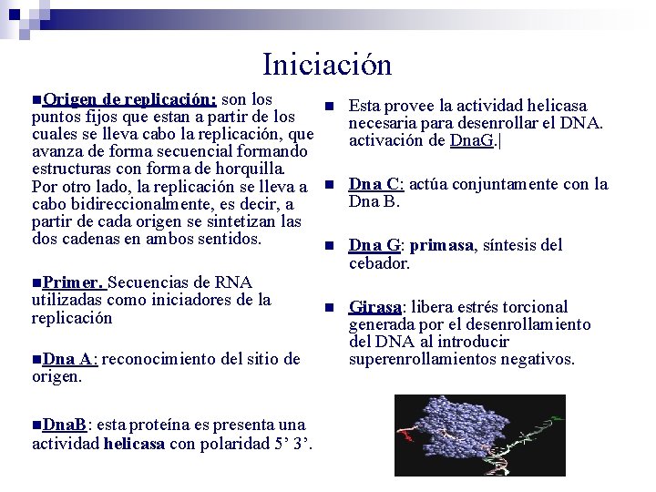 Iniciación n. Origen de replicación: son los puntos fijos que estan a partir de Iniciación n. Origen de replicación: son los puntos fijos que estan a partir de