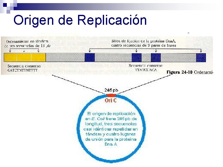 Origen de Replicación Origen de Replicación