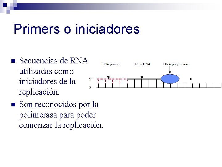 Primers o iniciadores n n Secuencias de RNA utilizadas como iniciadores de la replicación. Primers o iniciadores n n Secuencias de RNA utilizadas como iniciadores de la replicación.