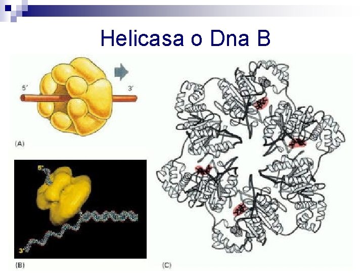 Helicasa o Dna B Helicasa o Dna B