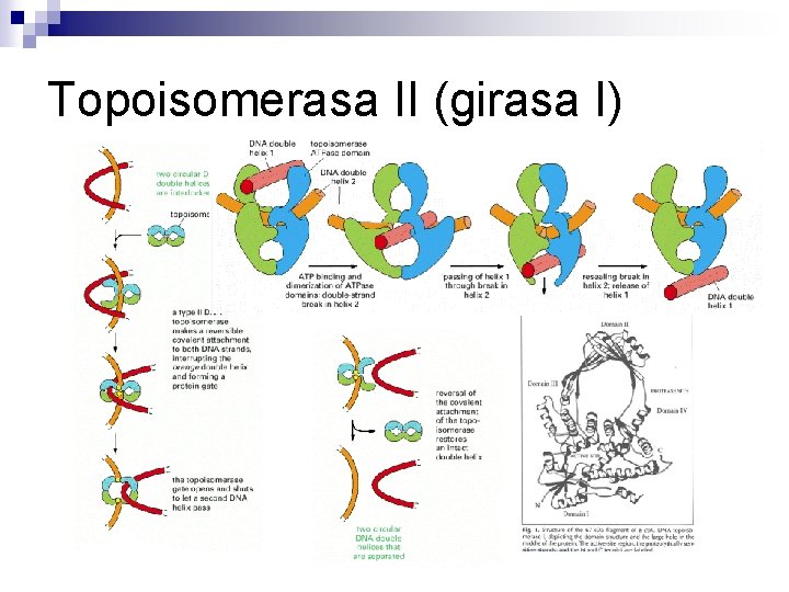 Topoisomerasa II (girasa I) Topoisomerasa II (girasa I)