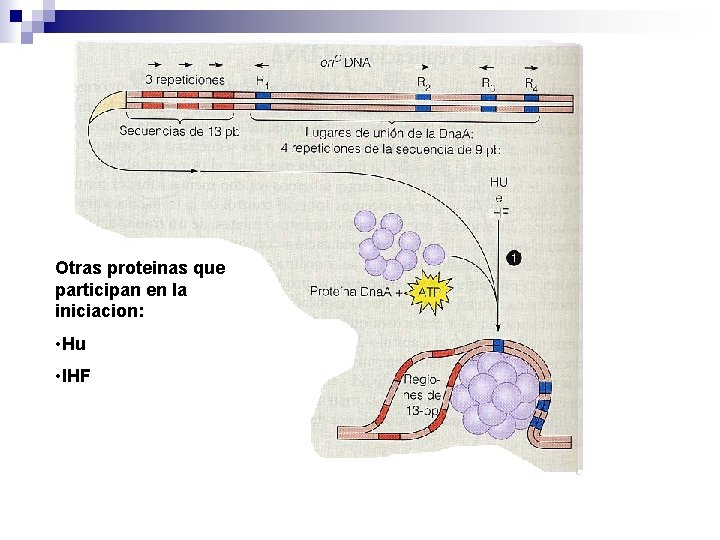 Otras proteinas que participan en la iniciacion: • Hu • IHF Otras proteinas que participan en la iniciacion: • Hu • IHF
