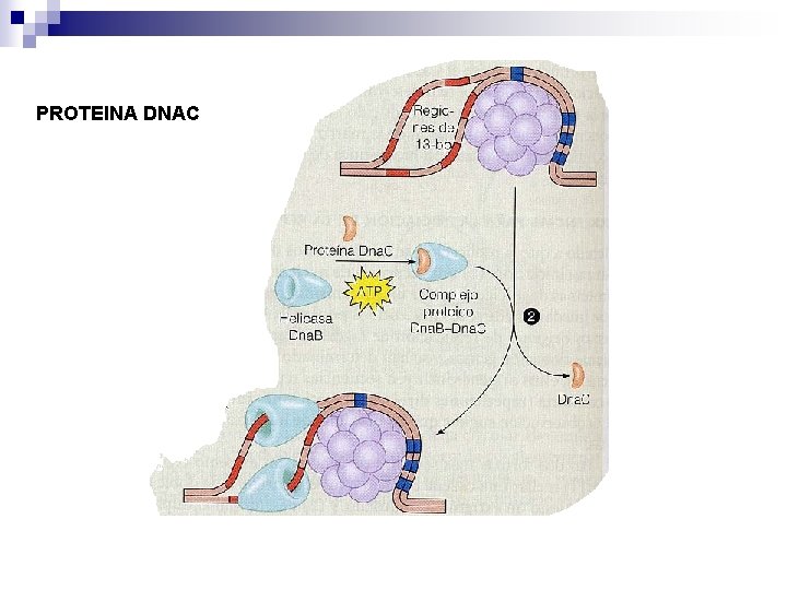 PROTEINA DNAC PROTEINA DNAC