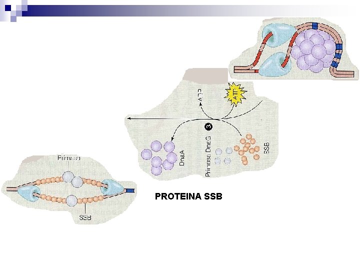 PROTEINA SSB PROTEINA SSB
