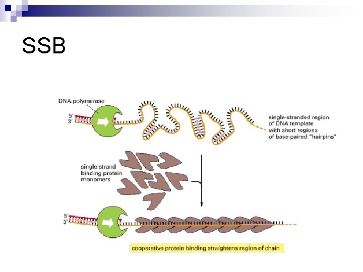SSB SSB