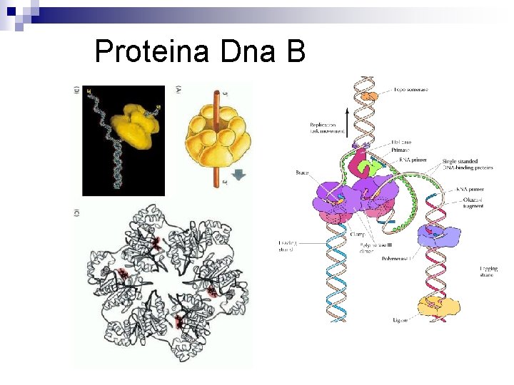 Proteina Dna B Proteina Dna B