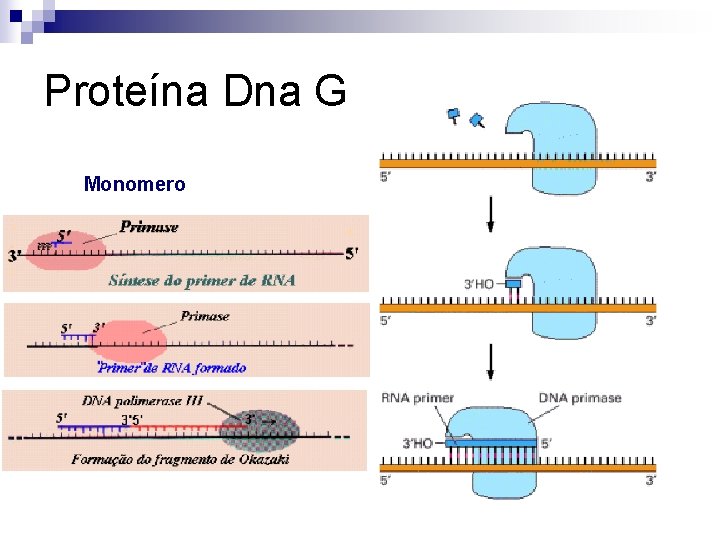 Proteína Dna G Monomero Proteína Dna G Monomero