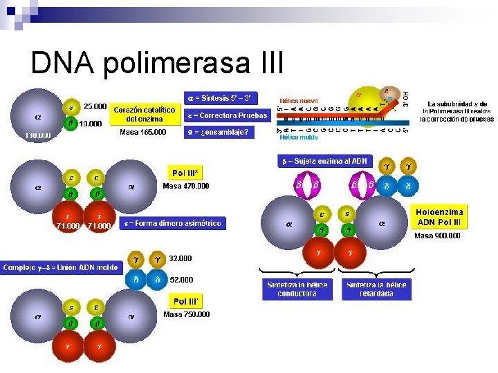 DNA polimerasa III DNA polimerasa III