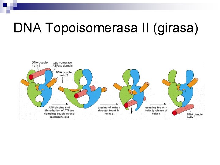 DNA Topoisomerasa II (girasa) DNA Topoisomerasa II (girasa)