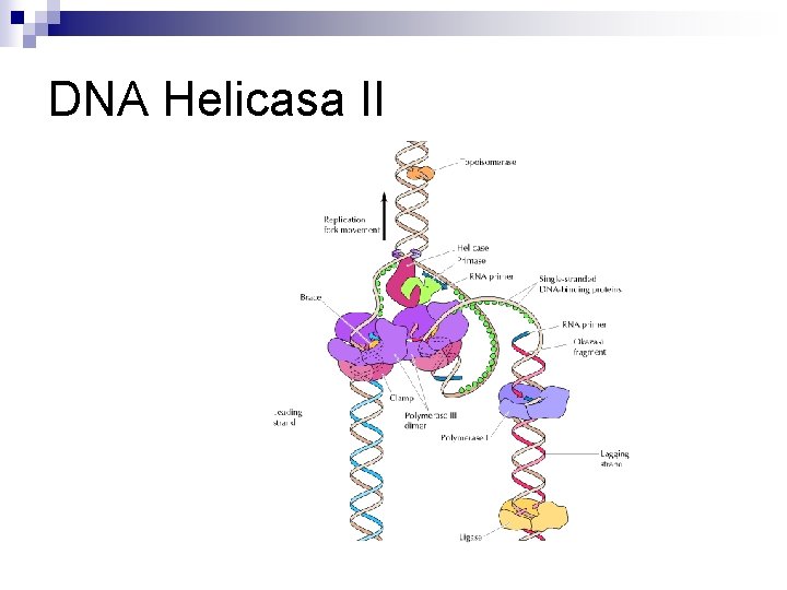 DNA Helicasa II DNA Helicasa II