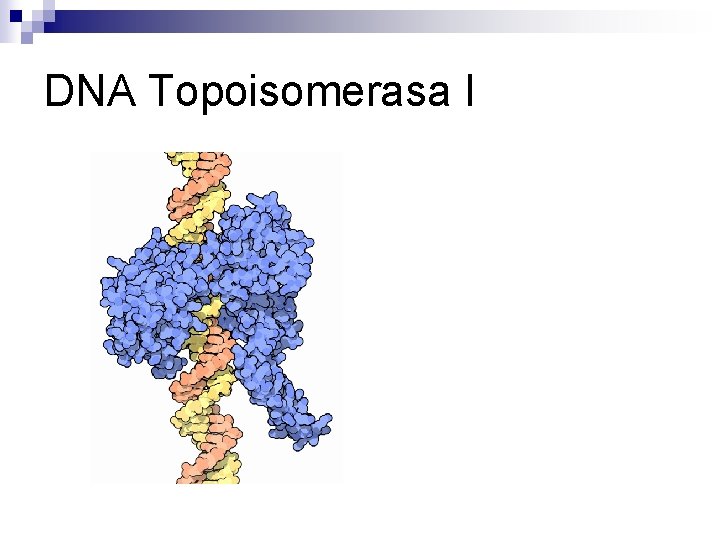 DNA Topoisomerasa I DNA Topoisomerasa I