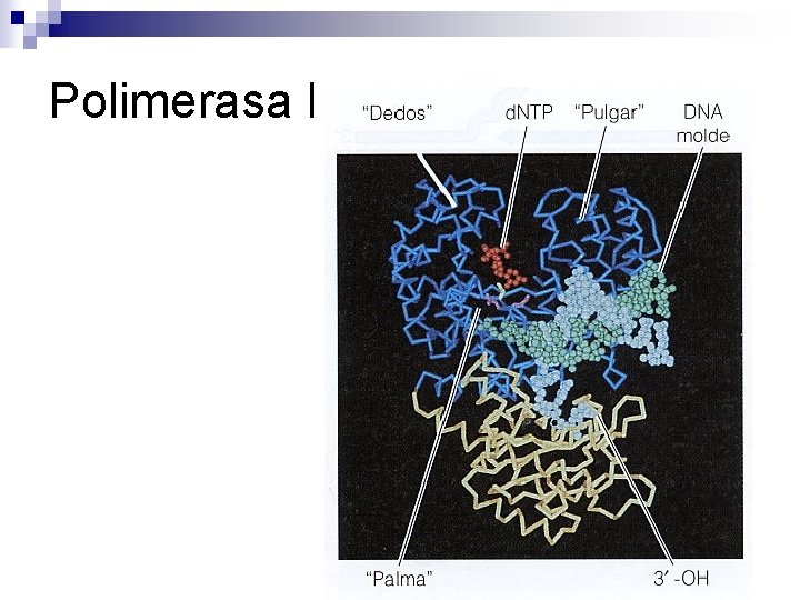 Polimerasa I Polimerasa I
