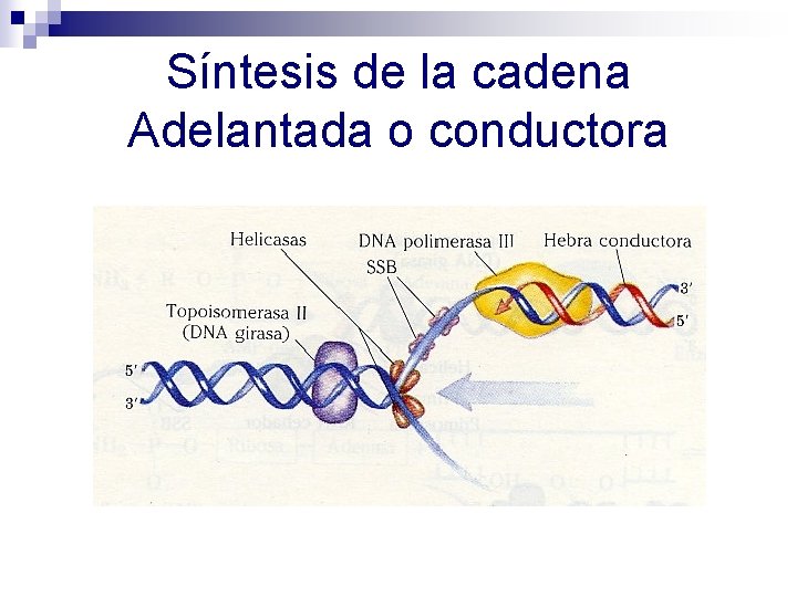 Síntesis de la cadena Adelantada o conductora Síntesis de la cadena Adelantada o conductora