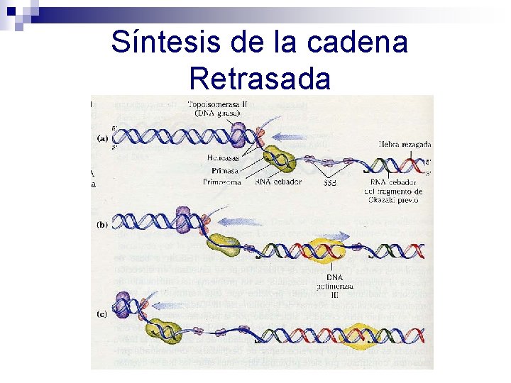 Síntesis de la cadena Retrasada Síntesis de la cadena Retrasada