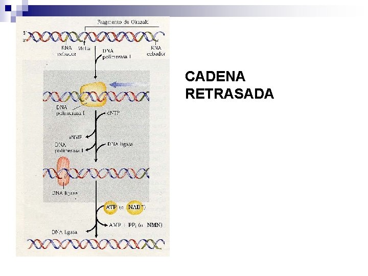 CADENA RETRASADA CADENA RETRASADA