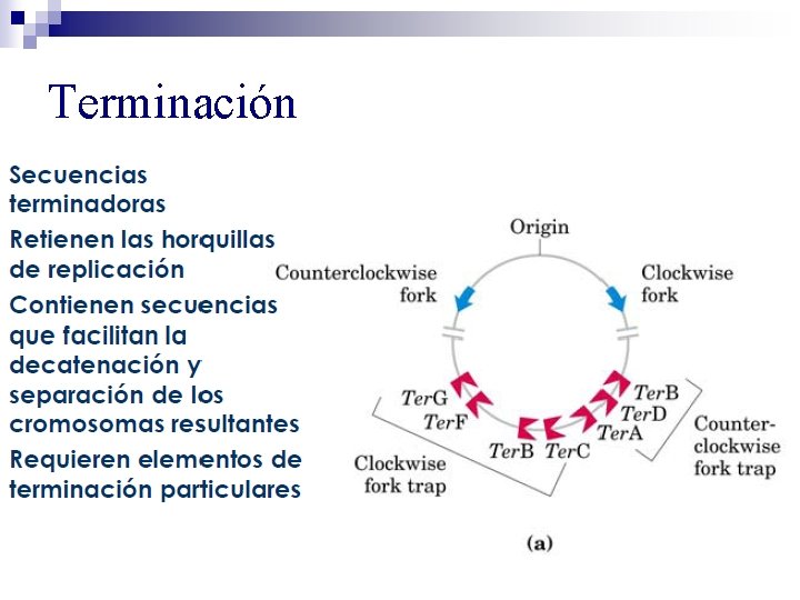 Terminación Terminación
