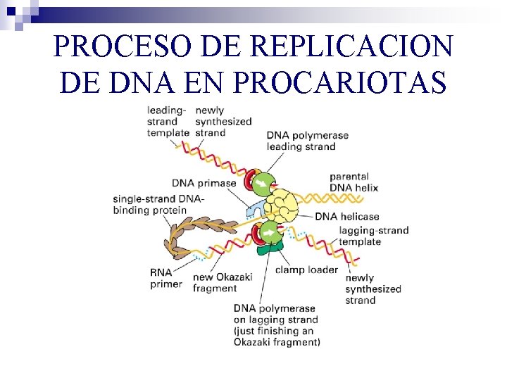 PROCESO DE REPLICACION DE DNA EN PROCARIOTAS PROCESO DE REPLICACION DE DNA EN PROCARIOTAS