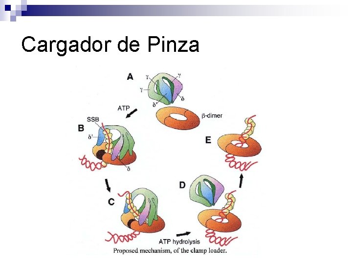 Cargador de Pinza Cargador de Pinza