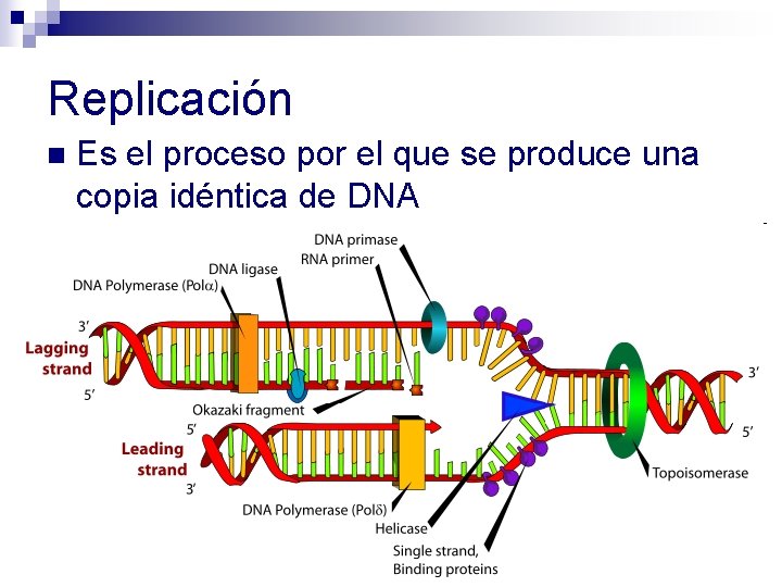 Replicación n Es el proceso por el que se produce una copia idéntica de Replicación n Es el proceso por el que se produce una copia idéntica de
