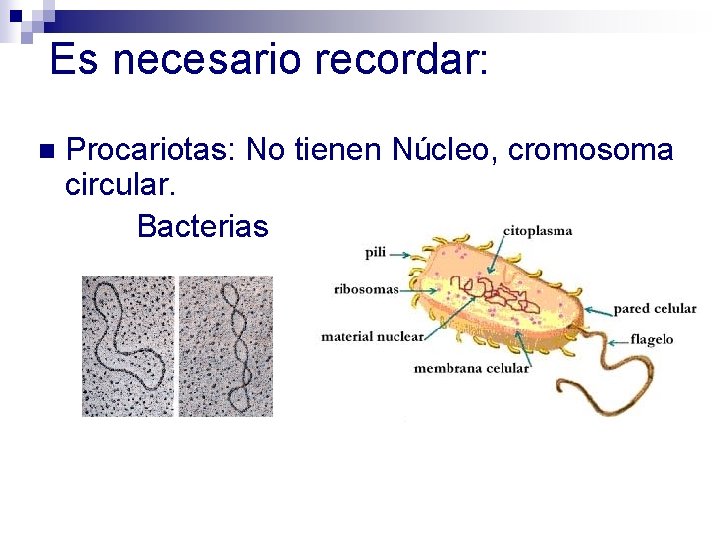 Es necesario recordar: n Procariotas: No tienen Núcleo, cromosoma circular. Bacterias Es necesario recordar: n Procariotas: No tienen Núcleo, cromosoma circular. Bacterias