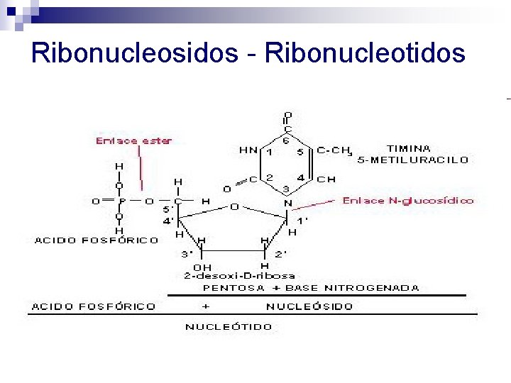 Ribonucleosidos - Ribonucleotidos Ribonucleosidos - Ribonucleotidos