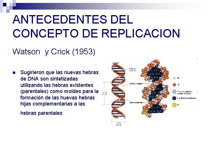 ANTECEDENTES DEL CONCEPTO DE REPLICACION Watson y Crick (1953) n Sugirieron que las nuevas ANTECEDENTES DEL CONCEPTO DE REPLICACION Watson y Crick (1953) n Sugirieron que las nuevas