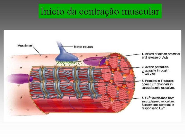 Início da contração muscular 