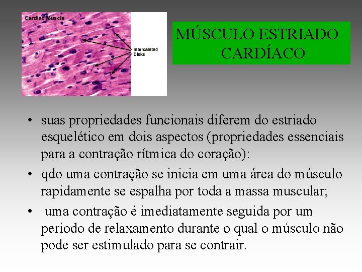 MÚSCULO ESTRIADO CARDÍACO • suas propriedades funcionais diferem do estriado esquelético em dois aspectos