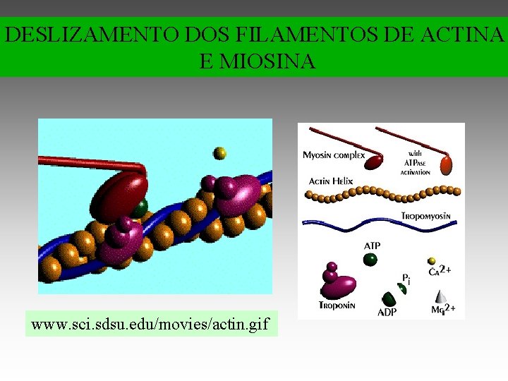 DESLIZAMENTO DOS FILAMENTOS DE ACTINA E MIOSINA www. sci. sdsu. edu/movies/actin. gif 