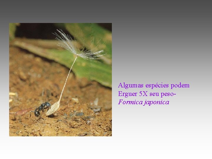 Algumas espécies podem Erguer 5 X seu peso. Formica japonica 