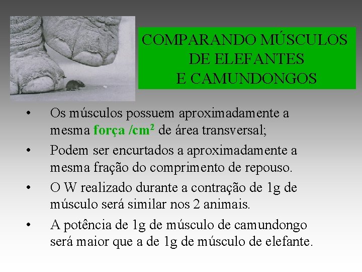 COMPARANDO MÚSCULOS DE ELEFANTES E CAMUNDONGOS • • Os músculos possuem aproximadamente a mesma