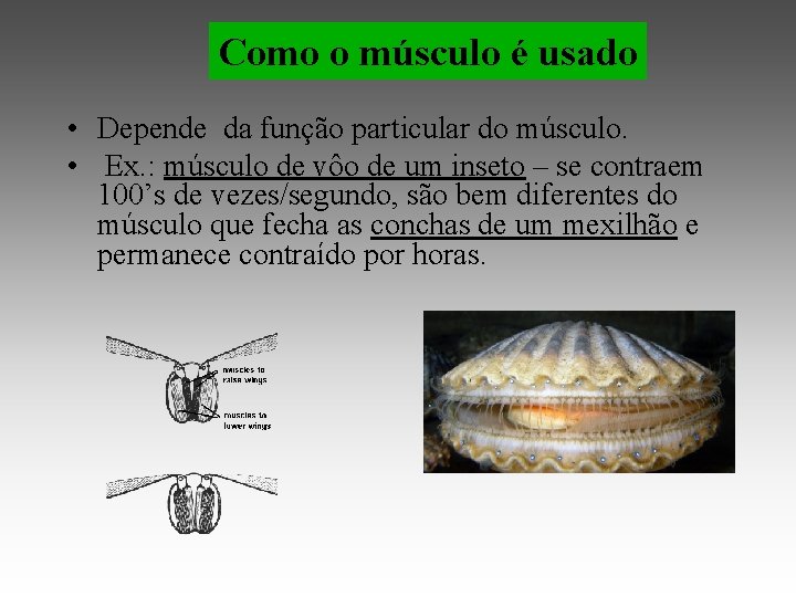 Como o músculo é usado • Depende da função particular do músculo. • Ex.