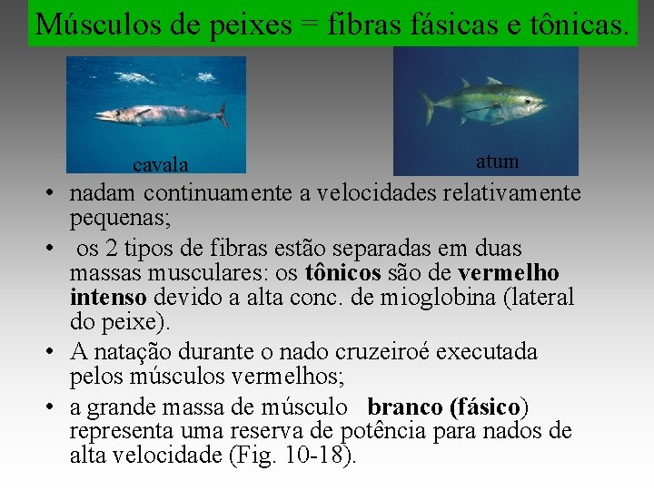 Músculos de peixes = fibras fásicas e tônicas. cavala atum • nadam continuamente a