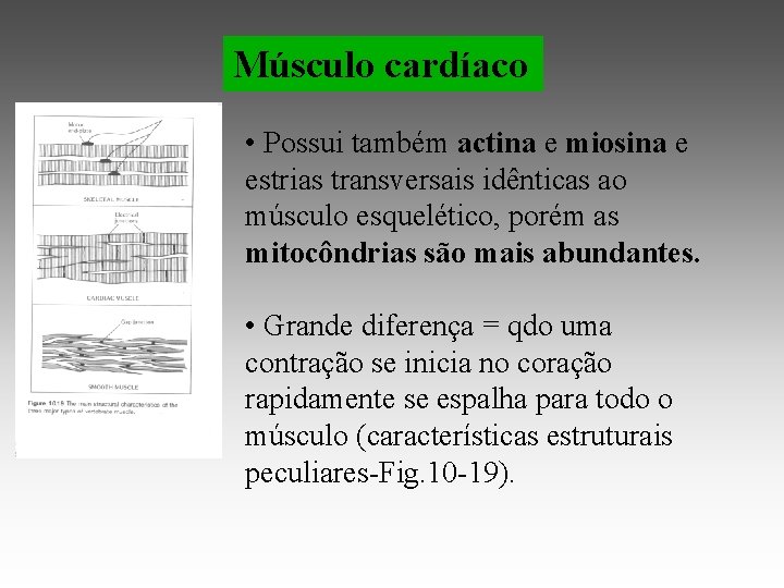 Músculo cardíaco • Possui também actina e miosina e estrias transversais idênticas ao músculo