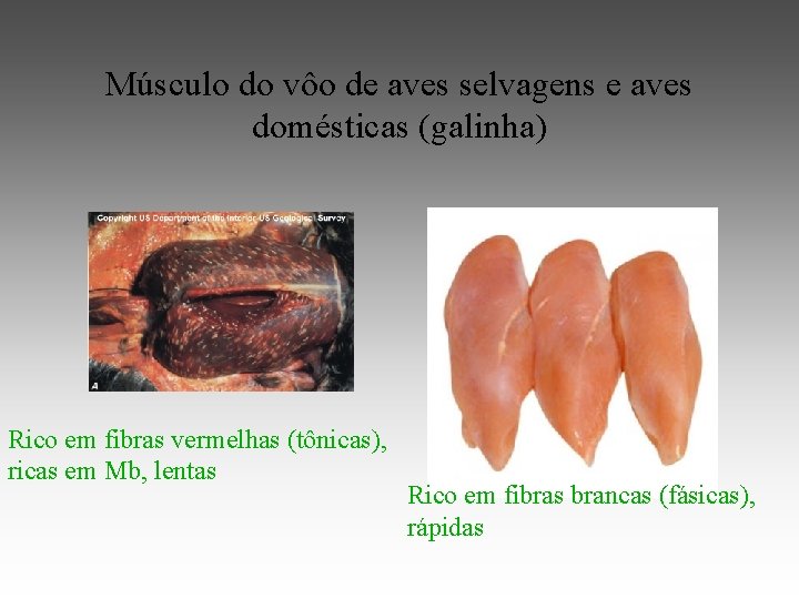 Músculo do vôo de aves selvagens e aves domésticas (galinha) Rico em fibras vermelhas