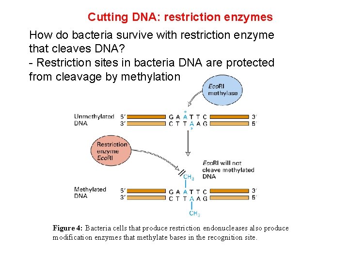 Cutting DNA: restriction enzymes How do bacteria survive with restriction enzyme that cleaves DNA?