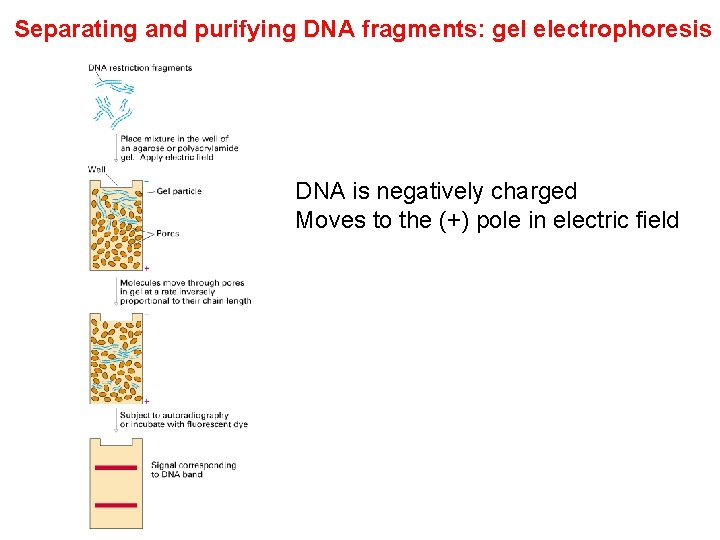 Separating and purifying DNA fragments: gel electrophoresis DNA is negatively charged Moves to the