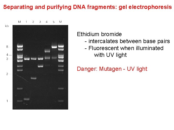 Separating and purifying DNA fragments: gel electrophoresis Ethidium bromide - intercalates between base pairs Separating and purifying DNA fragments: gel electrophoresis Ethidium bromide - intercalates between base pairs
