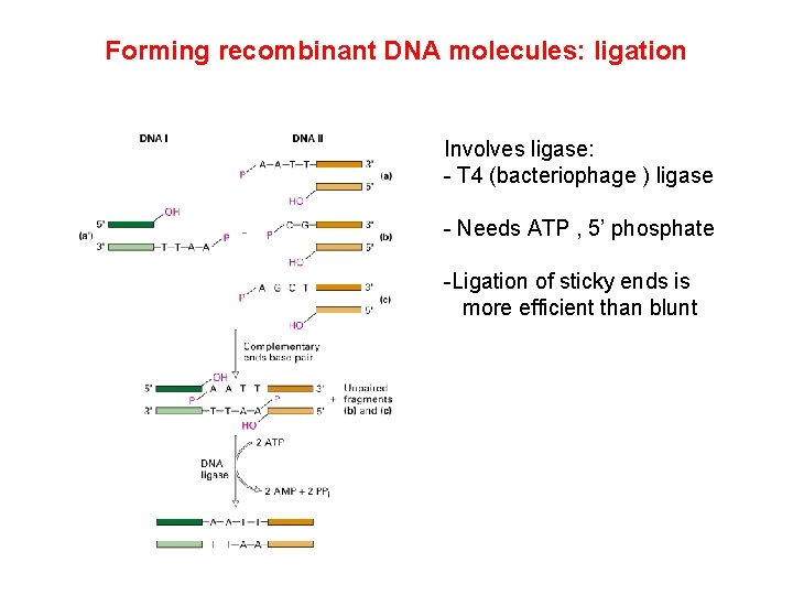 Forming recombinant DNA molecules: ligation Involves ligase: - T 4 (bacteriophage ) ligase -