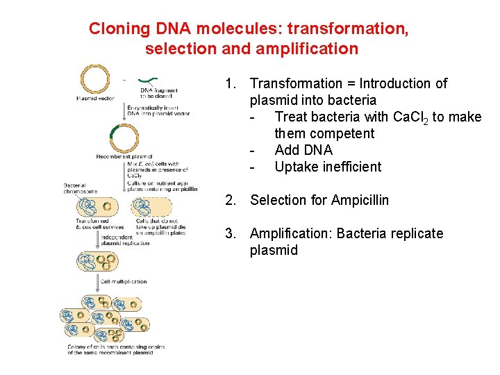 Cloning DNA molecules: transformation, selection and amplification 1. Transformation = Introduction of plasmid into Cloning DNA molecules: transformation, selection and amplification 1. Transformation = Introduction of plasmid into