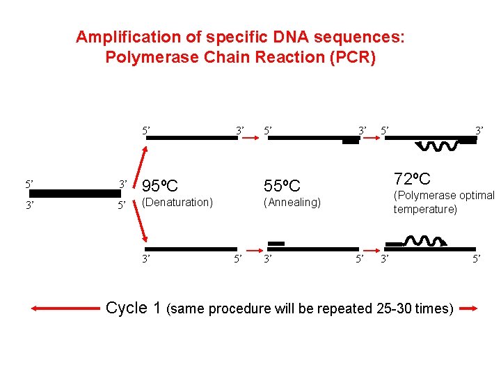 Amplification of specific DNA sequences: Polymerase Chain Reaction (PCR) 5’ 3’ 5’ 5’ 3’