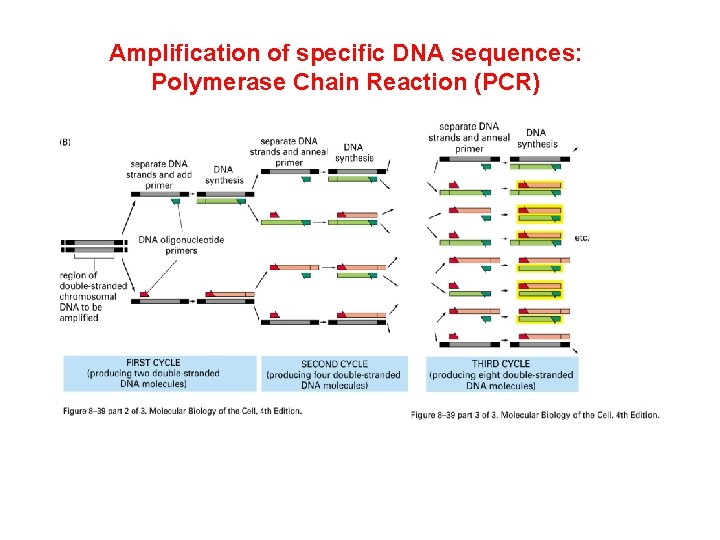 Amplification of specific DNA sequences: Polymerase Chain Reaction (PCR) 