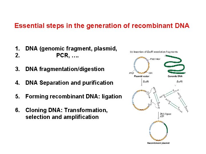 Essential steps in the generation of recombinant DNA 1. DNA (genomic fragment, plasmid, 2.