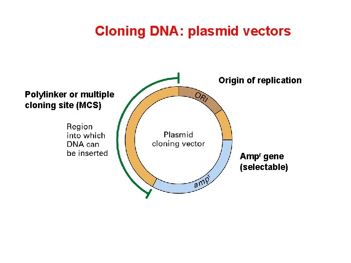 Cloning DNA: plasmid vectors Origin of replication Polylinker or multiple cloning site (MCS) Ampr