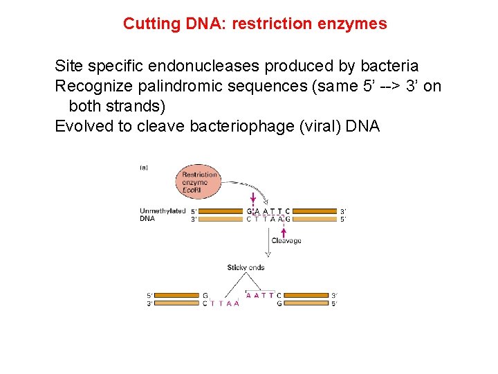 Cutting DNA: restriction enzymes Site specific endonucleases produced by bacteria Recognize palindromic sequences (same Cutting DNA: restriction enzymes Site specific endonucleases produced by bacteria Recognize palindromic sequences (same