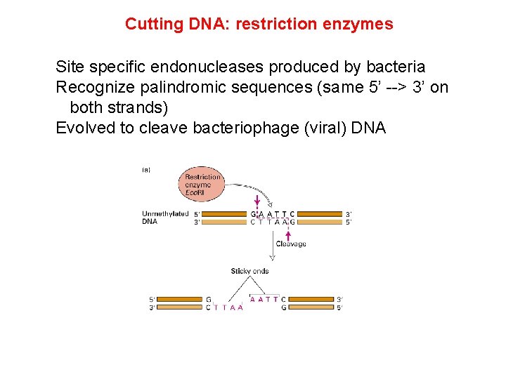 Cutting DNA: restriction enzymes Site specific endonucleases produced by bacteria Recognize palindromic sequences (same